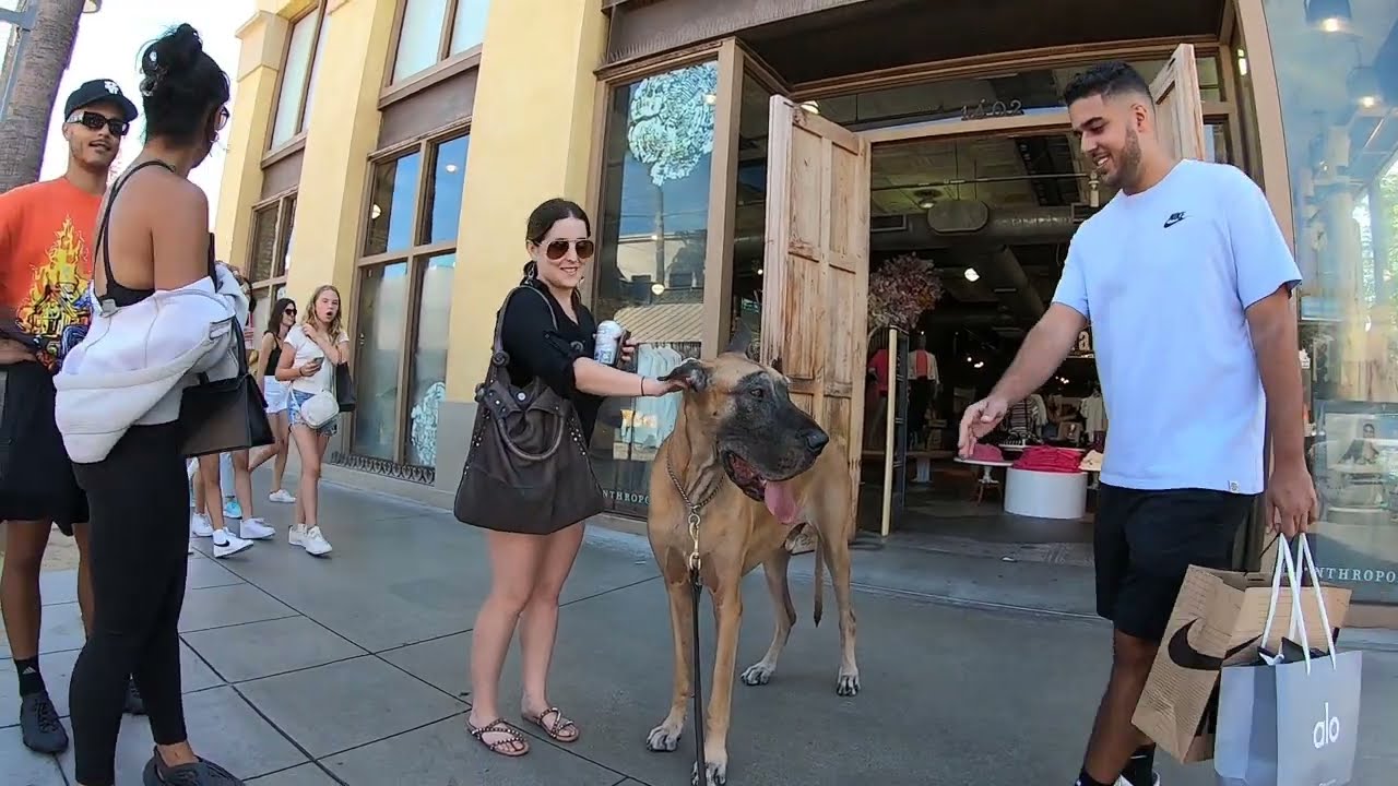 Cash 2.0 Great Dane meeting new people in Santa Monica 71