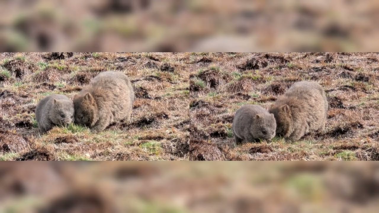 Wild Wombats in Tasmania