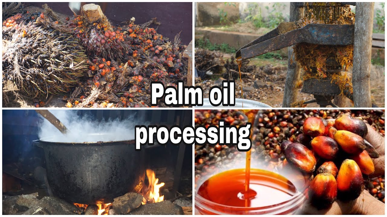Palm oil processing, making Cameroonian red oil locally.