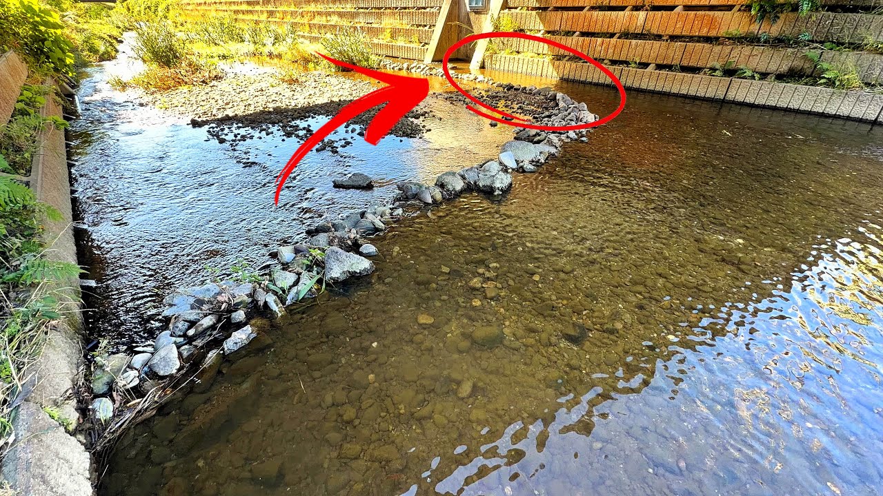 【衝撃映像】外来種だらけの川でガサガサしていたら急流を駆け上がる巨大生物を捕獲してしまった&hellip;