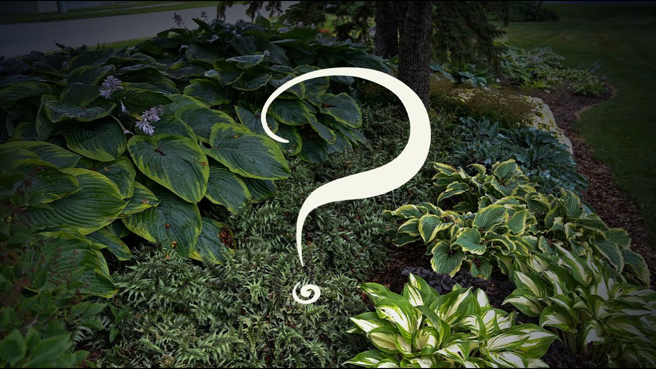 What's Lurking in Our Shadows? || Walters Gardens