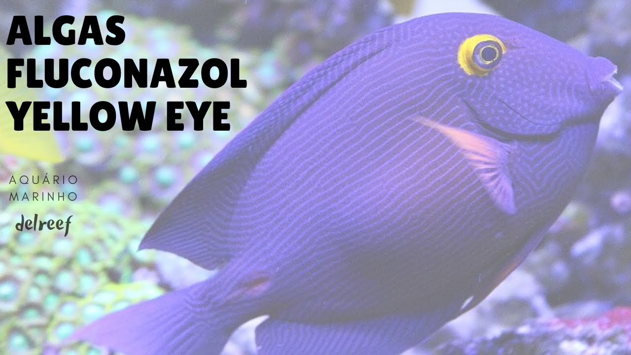 Tratamento de ALGAS com Fluconazol e Yellow Eye Tang #delreef08
