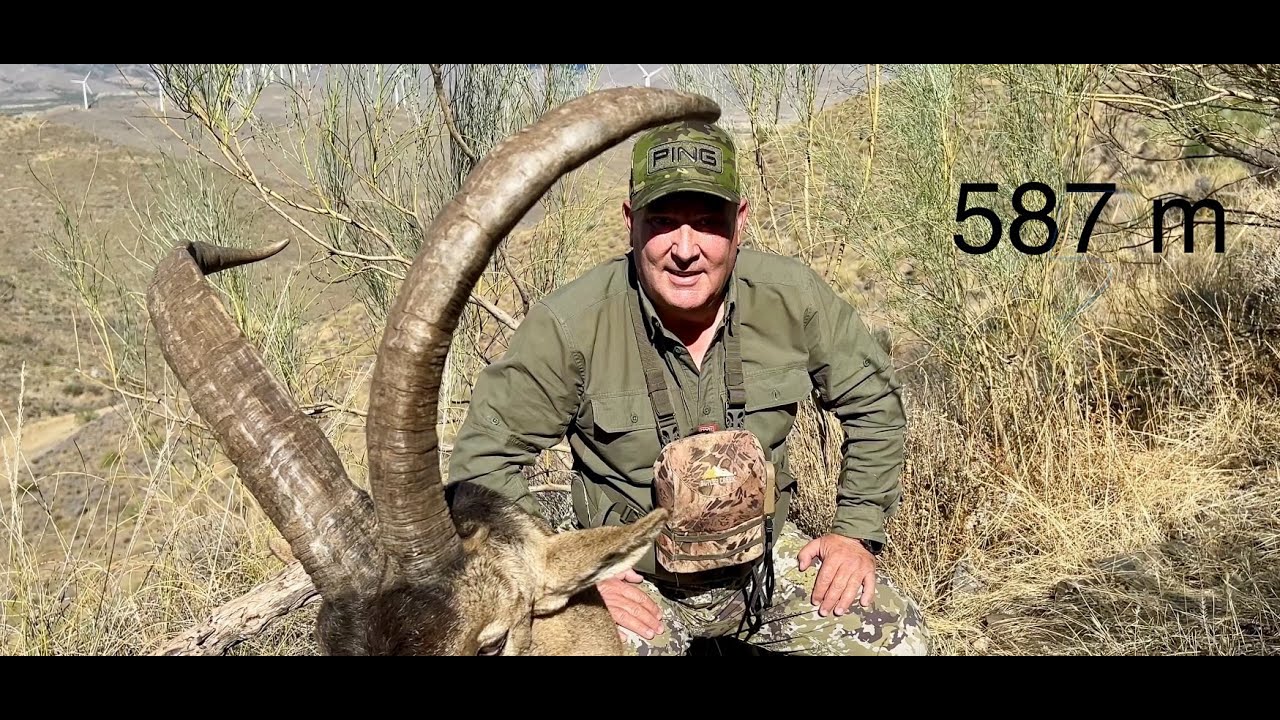 Macho montés trofeo en el celo, una oportunidad única a 587 m. Un reto para mi Blaser R-8 , 338 LM.