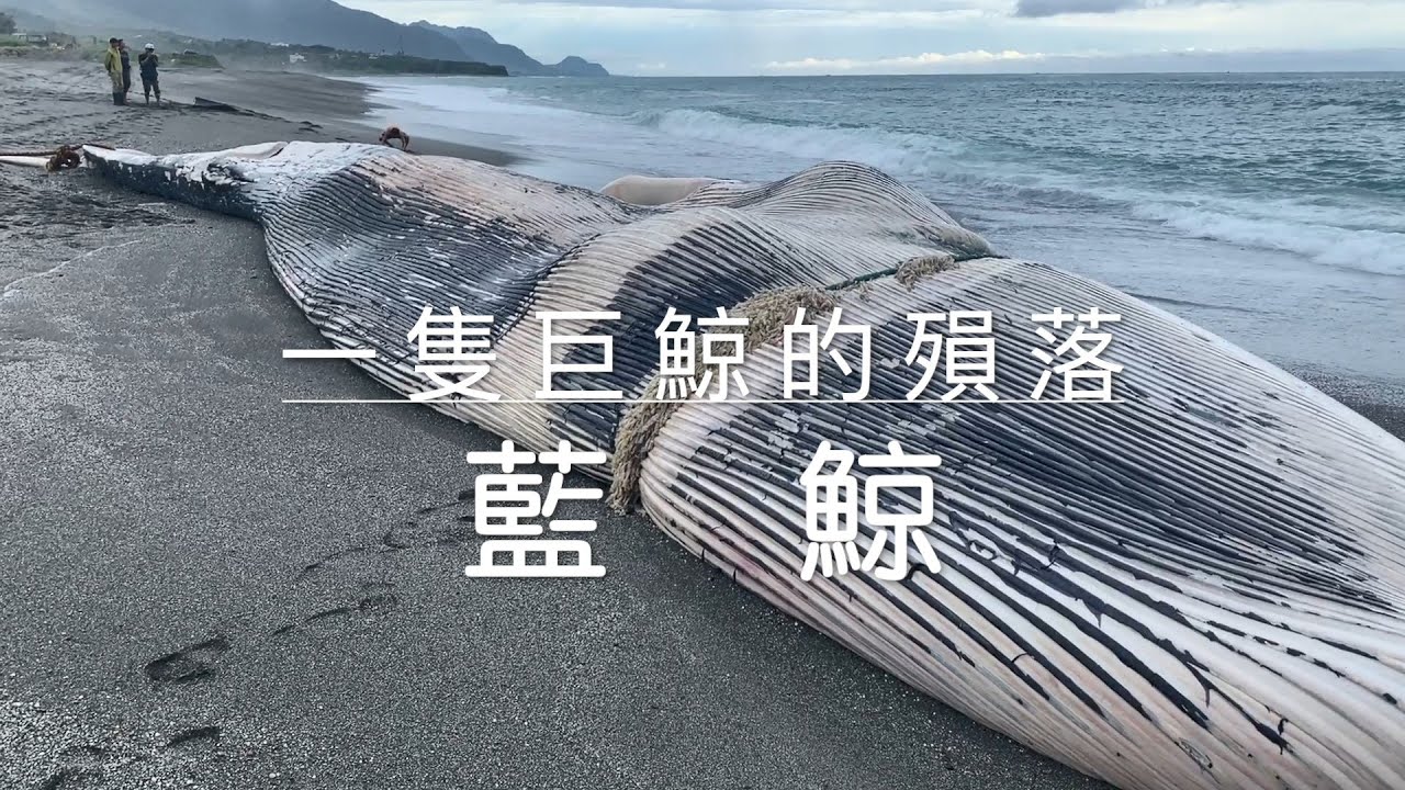 一隻巨鯨的殞落－藍鯨|中文版