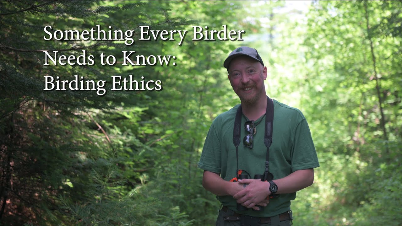 Something Every Birder Needs to Know: Birding Code of Ethics (Pishing, Play Back, and Movement)