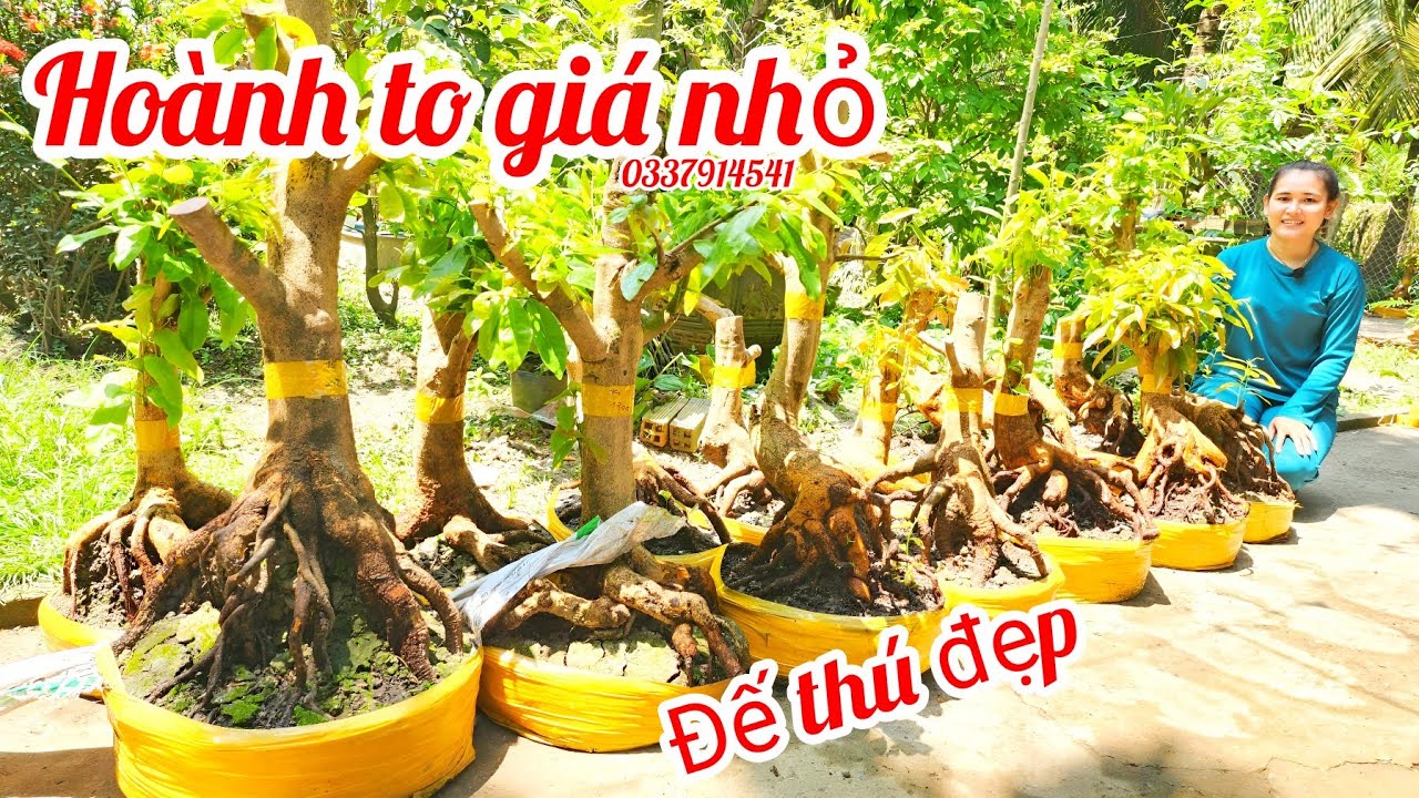 14/3 Chị Linh 0337914541 phôi mai bonsai đế thú đẹp hoành to giá nhỏ|MaivàngThanhTâm