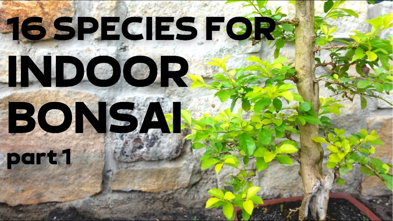 16 Tree Species for Indoor Bonsai Part 1