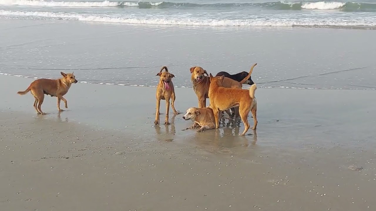 INDIA 2023 - Accoppiamento di cani liberi che vivono fra l'Oceano e la foresta.