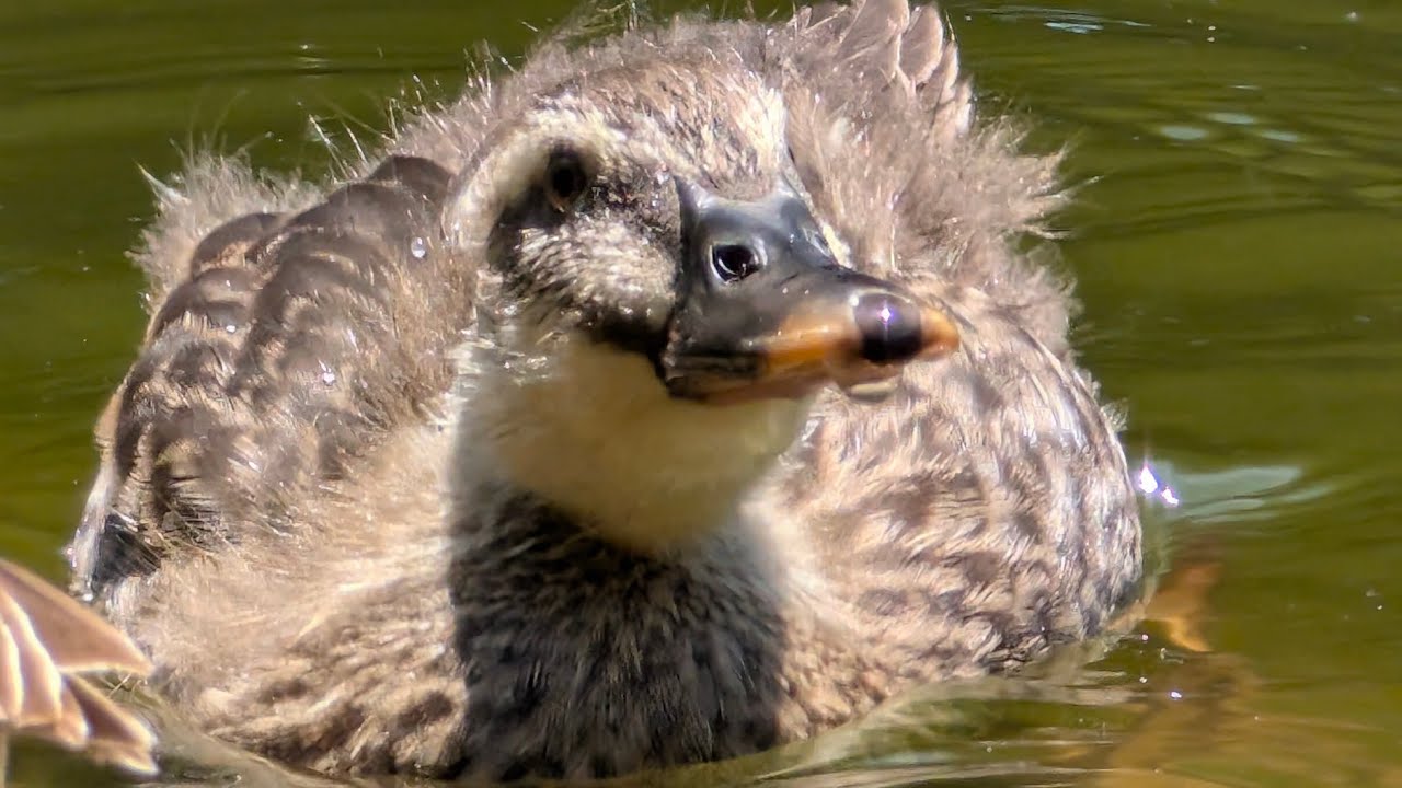 2025.6.28 カルガモ親子は全滅に近く、前回の一人っ子と今回の8羽のうち1羽が生き延びている。一人っ子同士よりそっている。