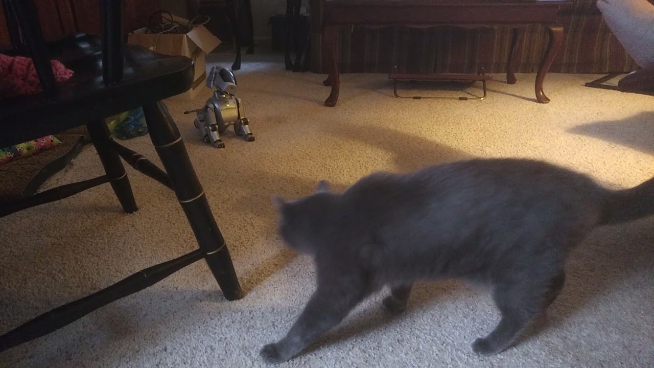 Cat reacts to Aibo
