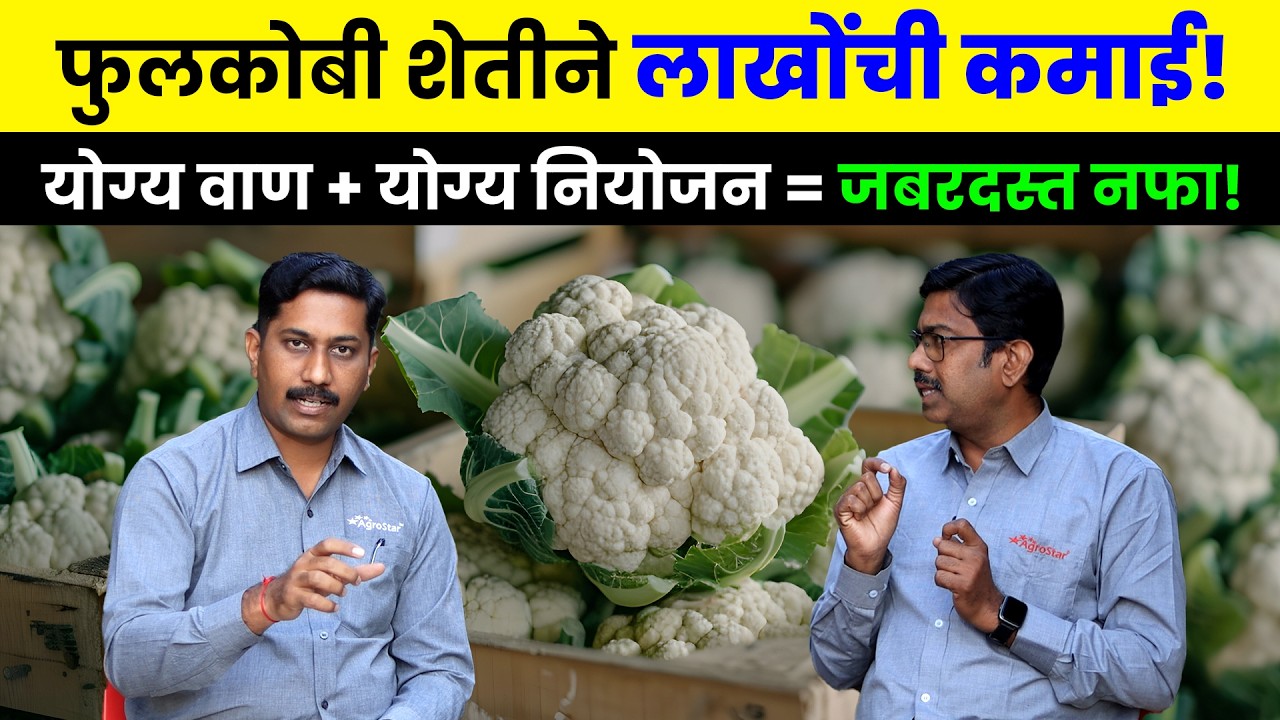 Cauliflower farming | शेतात सोने उगवा 🧈 फुलकोबी लागवड करा आणि महिन्याला लाखो कमवा 💰