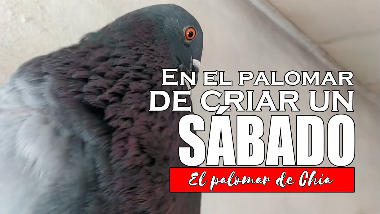 As&iacute; de REVUELTO est&aacute; el PALOMAR de criar un S&Aacute;BADO #palomos #colillanos #Criadordepalomos