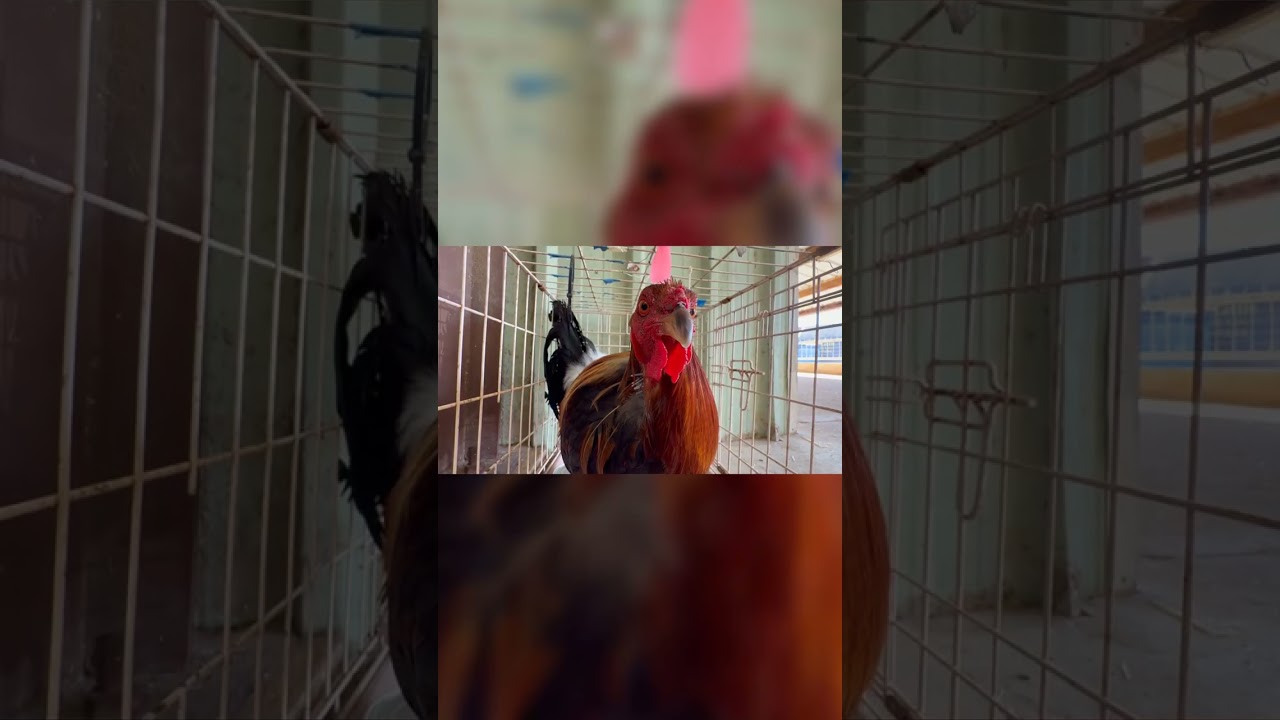 Этот петух-игрок сделал что-то НЕОЖИДАННОЕ 😱