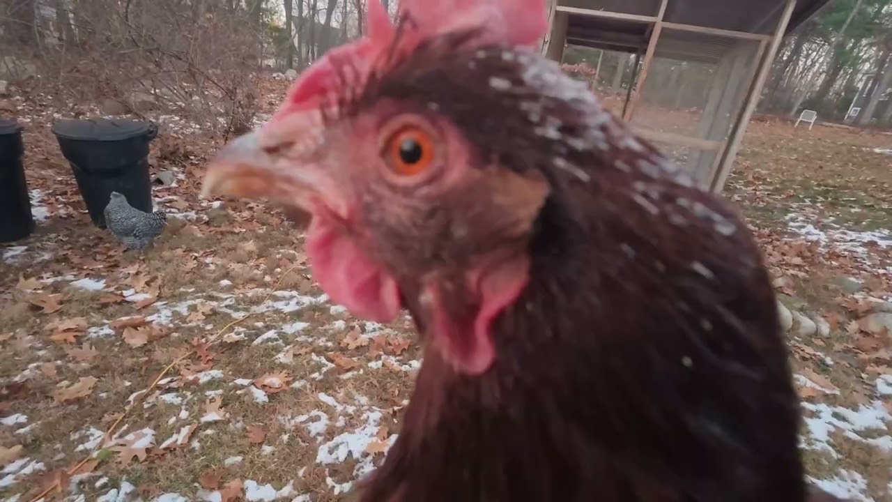winter freeze and chickens