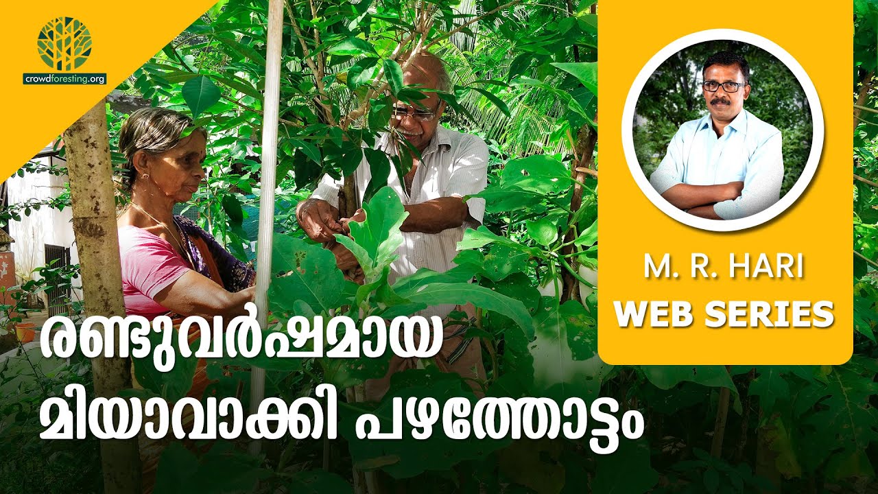 രണ്ടുവർഷമായ മിയാവാക്കി പഴത്തോട്ടം | A MIYAWAKI FRUIT FOREST AFTER TWO YEARS | FRUIT FOREST AT HOME