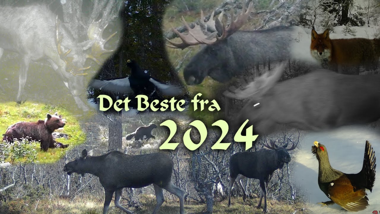 Viltkamera | Det beste fra 2024 Sesongen