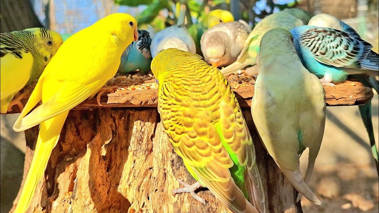 Budgie parakeet sounds : Videos for lonely and solitary parrots.