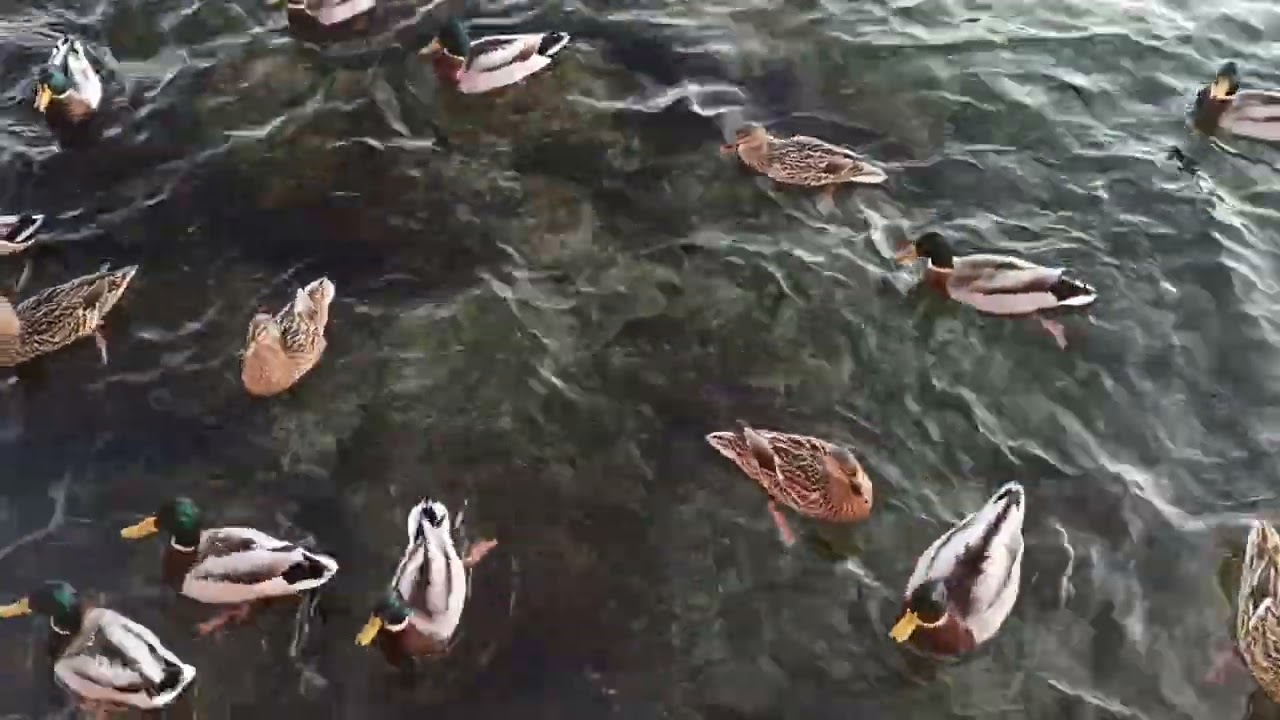Laboratorio di musica arte e natura by Valenaturaviva. 