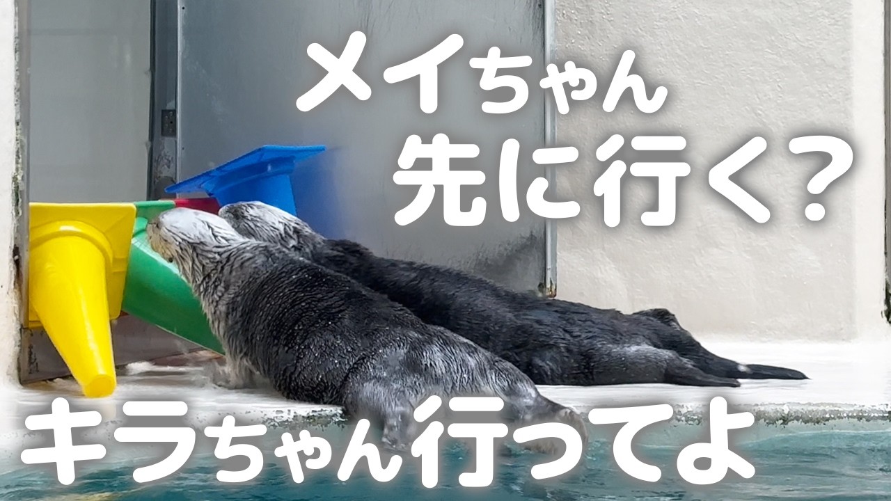 【鳥羽水族館】ラッコ🦦 どっちが遊んであげているのかわからないメイちゃんキラちゃんとおじさん