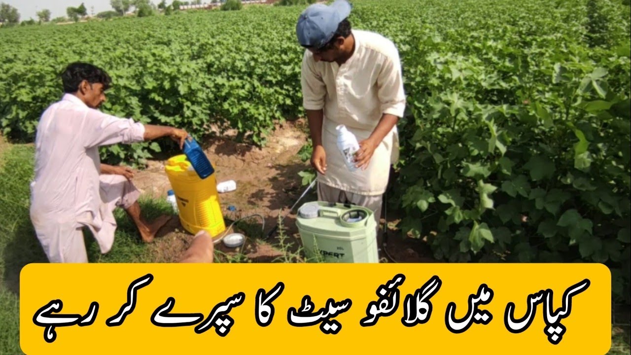 glyphosate ka sapry hu rha hai || Today velog #cotton #agriculture #farming