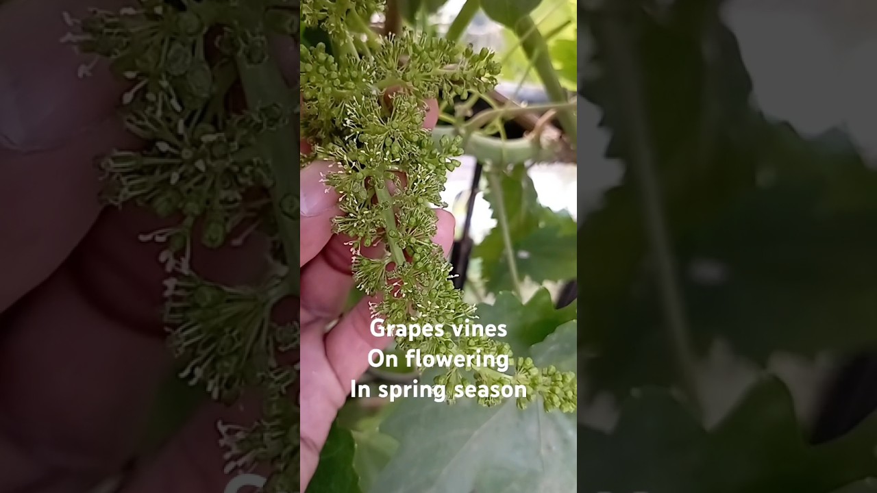 Grapes vines on flowering and pollination process