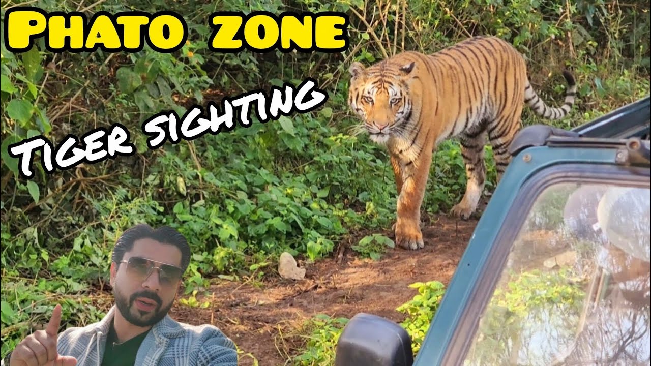 Phato Zone मे Zabardast Tiger Sighting 😱 #tiger #wildlife 