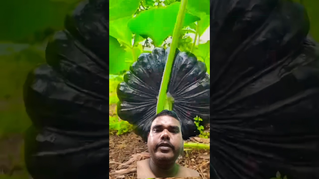 I saw a very nice big sweet pumpkin #shots #youtubeshorts