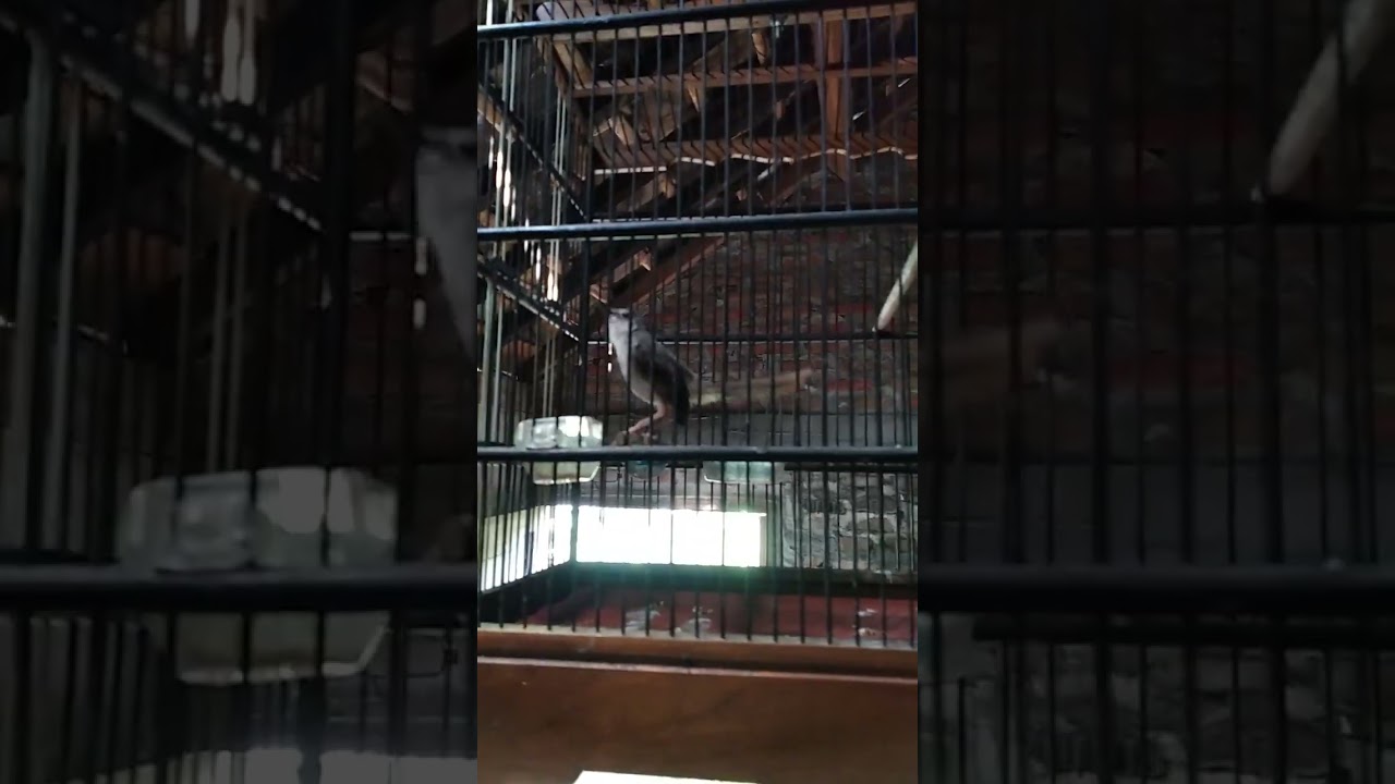 Masteran Cigun gacor fullbrem