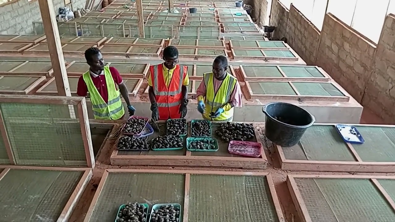 Snail sorting: Identifying point -of- lay snails for maximum productivity 