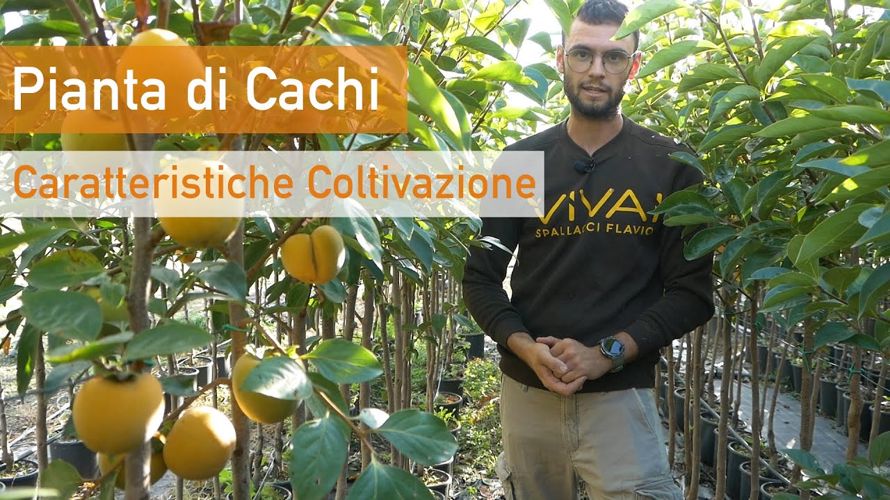 Il Cachi: caratteristiche e coltivazione