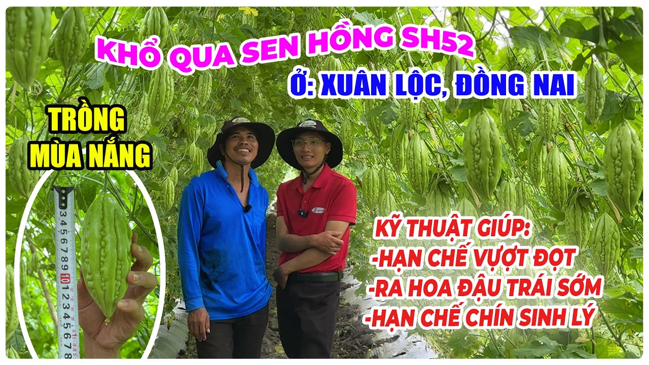 KHỔ QUA SEN HỒNG SH52 TRỒNG MÙA NẮNG TẠI XUÂN LỘC ĐỒNG NAI