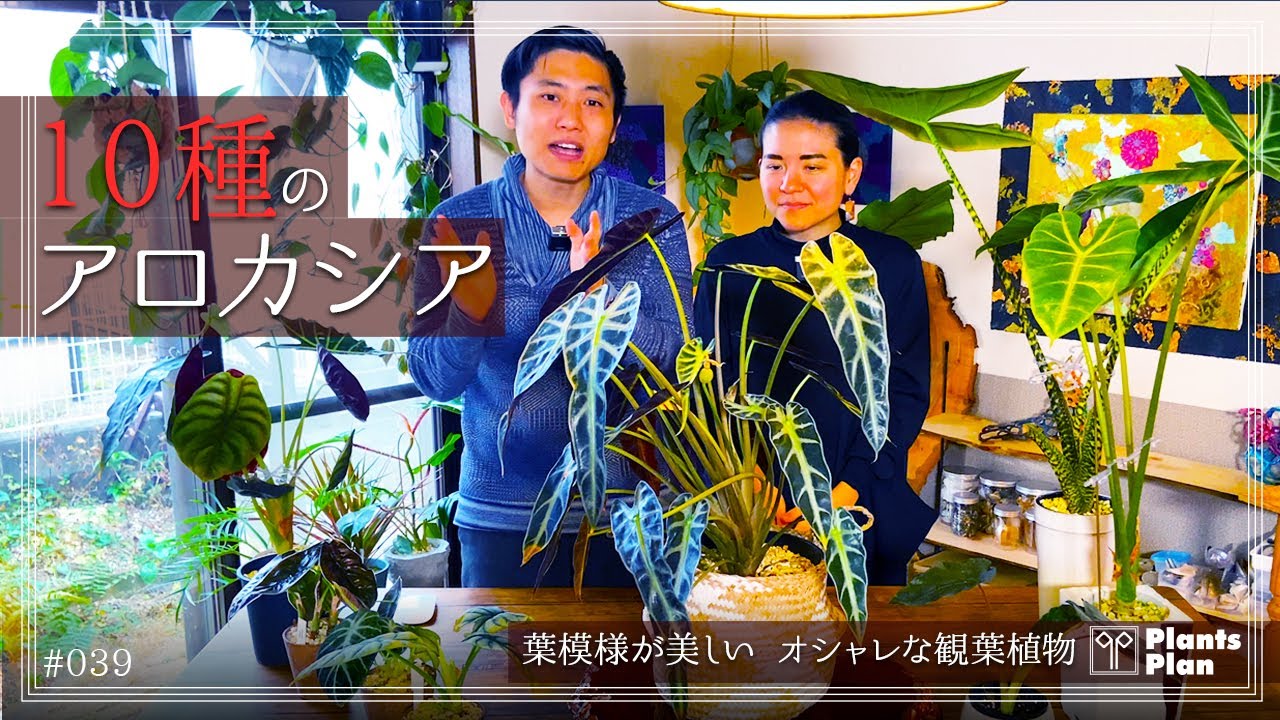 #039 【植物紹介】10種類のアロカシア紹介(葉模様が美しいオシャレな観葉植物)