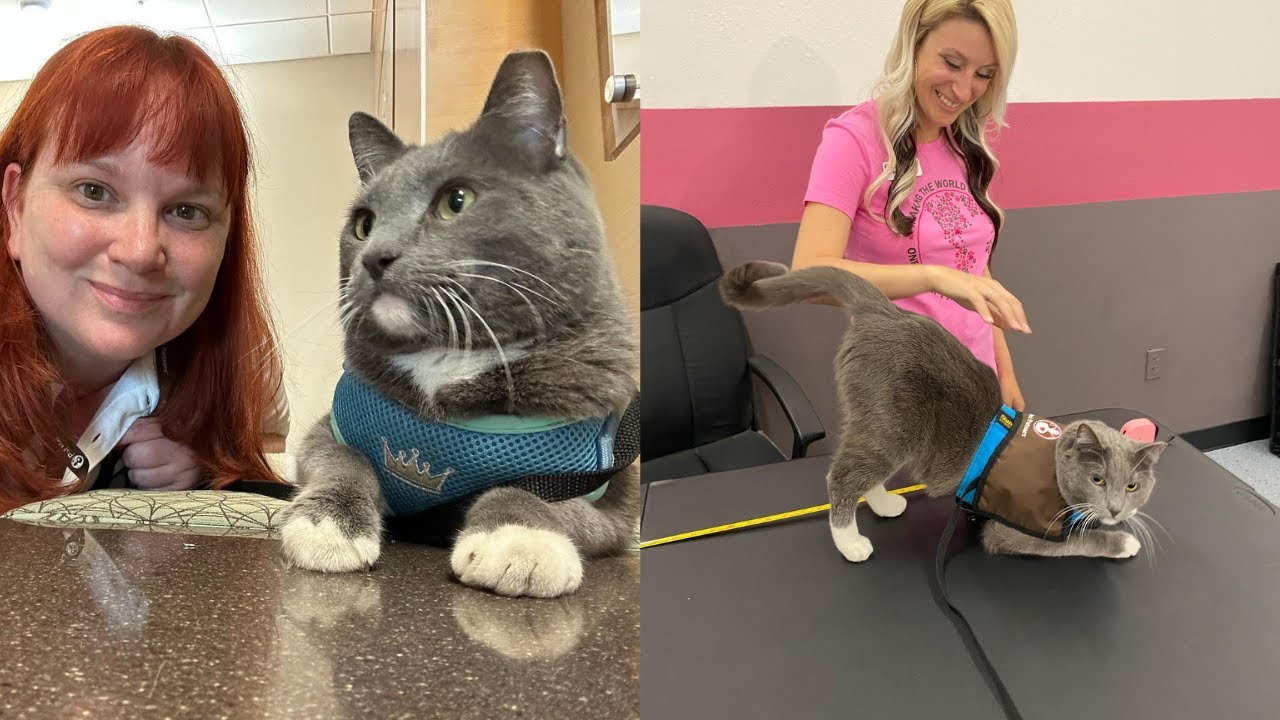 Cat Spends His Days Making Kids In Hospital Feel Better 🥰