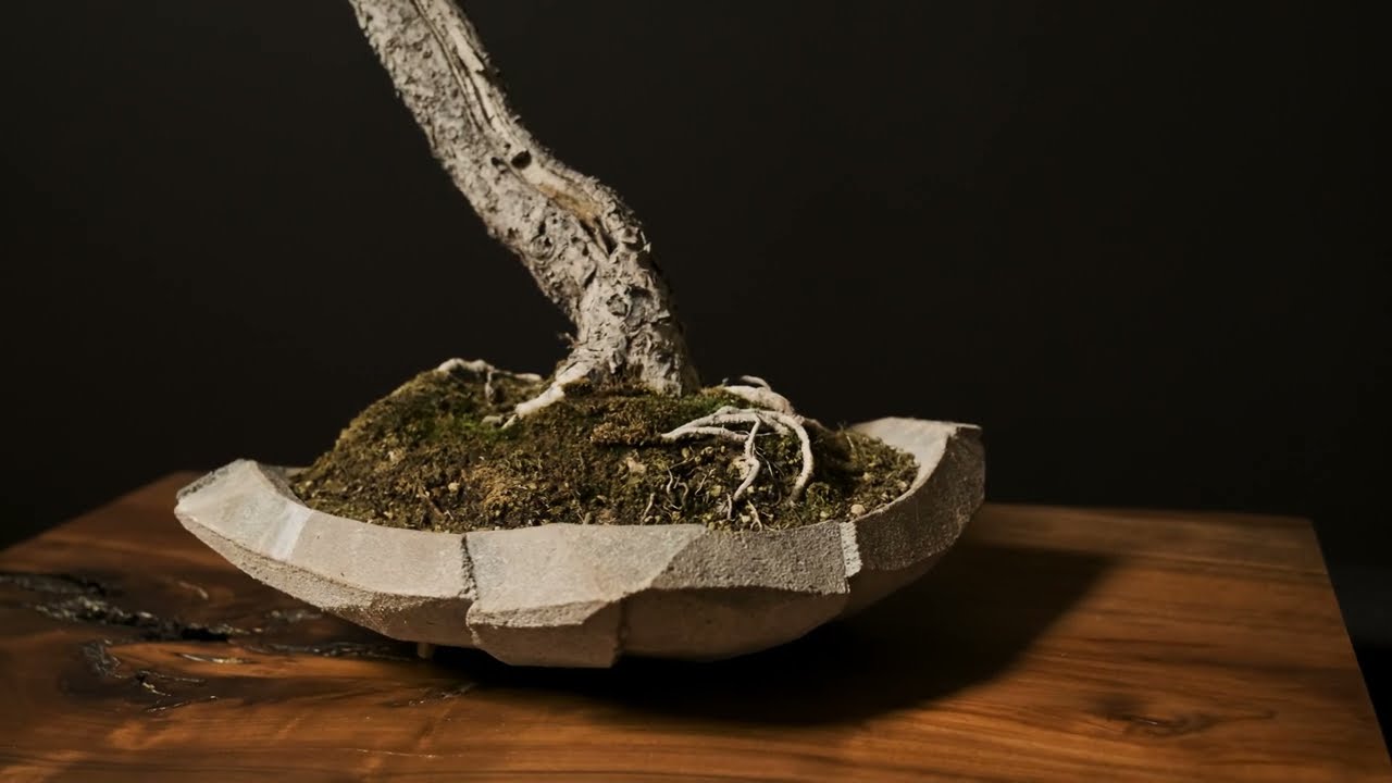 Stunning Lodgepole Pine Bonsai