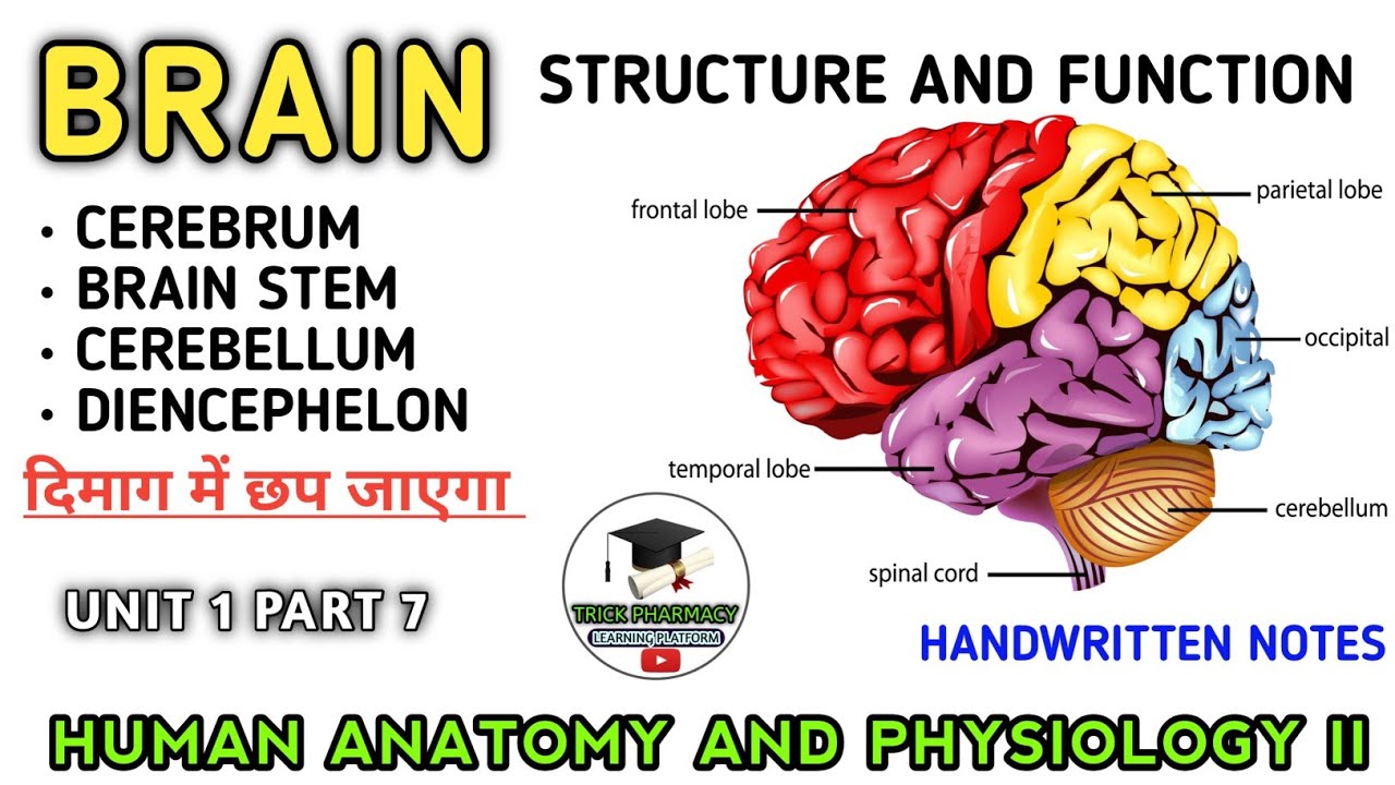 Nervous system | Structure and functions of Brain | Cerebrum, Brain stem , Cerebellum | HAP 2