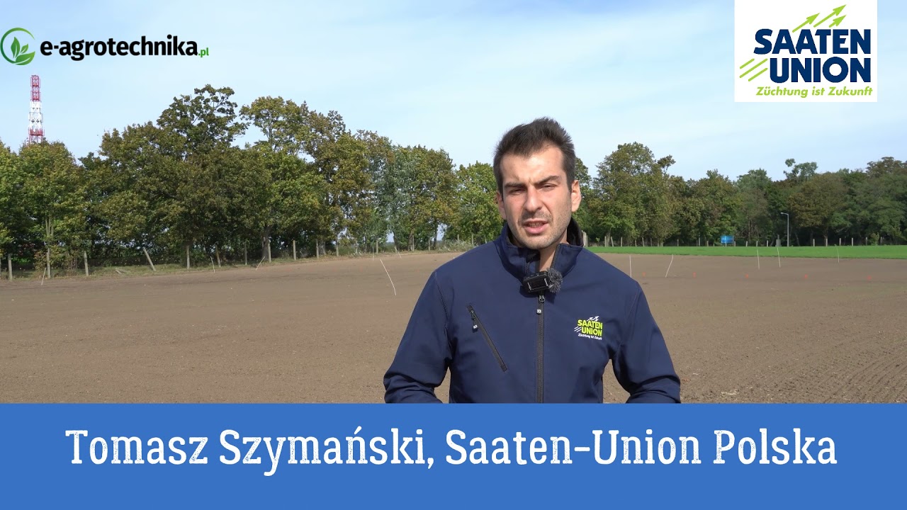 Kiedy siać pszenicę ozimą i pszenżyto ozime?