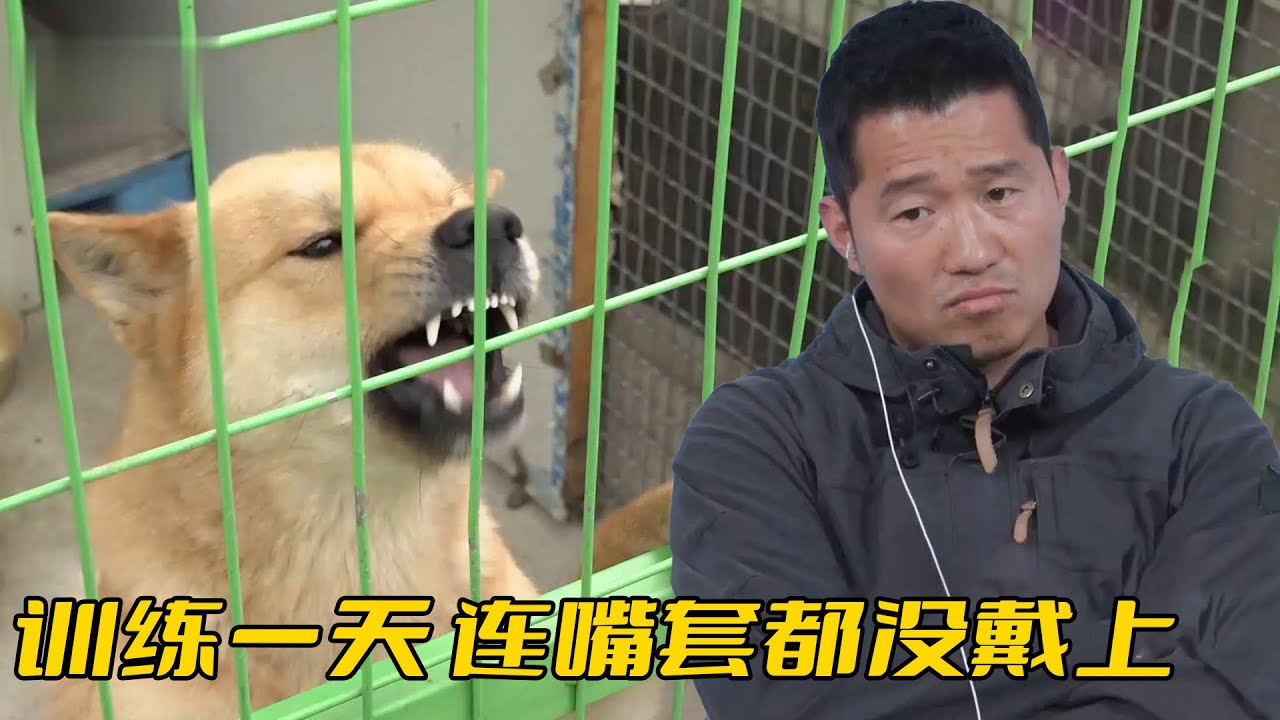 珍島犬咬傷3人，出門卻依舊不戴嘴套，訓犬師：想被安樂死嗎？