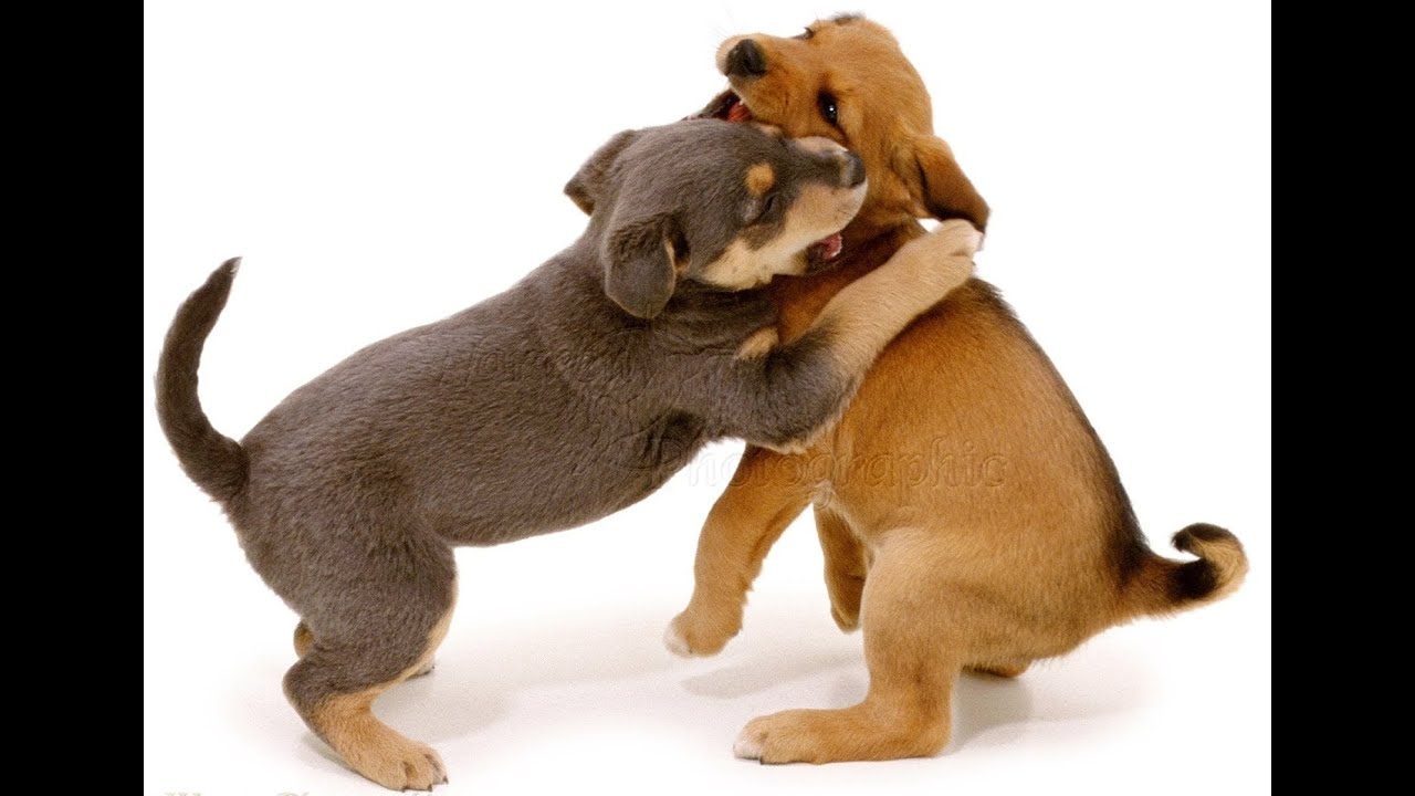 Benny Learns to Listen and Play Episode 7