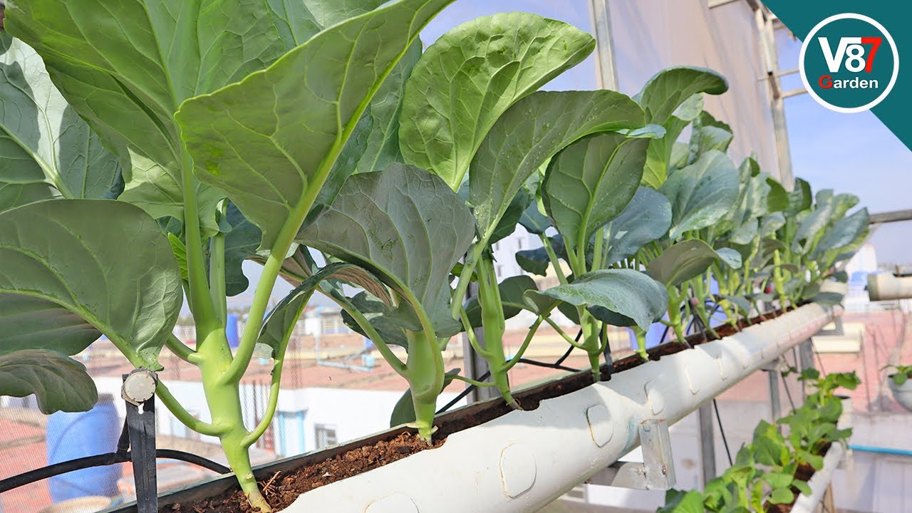 Best tip to grow kailan at home for small space
