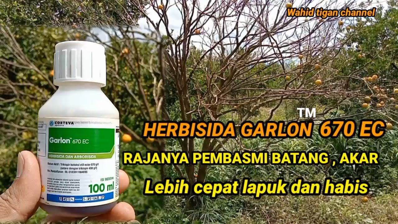 HERBISIDA  GARLON™ 670 EC , Atasin masalah pada pohon berbatang keras#petanijeruk #petaniindonesia