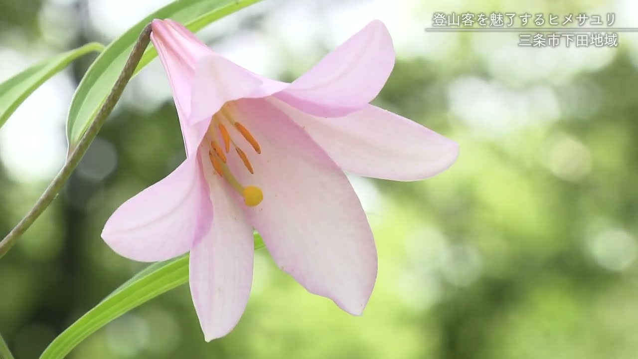 可憐な花が登山客を癒す満開のヒメサユリ　新潟県三条市