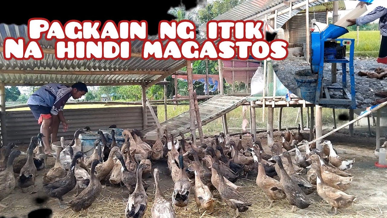 PAGKAIN NG ITIK NA HINDI MAGASTOS / MAY BUBONG NA ANG POSO