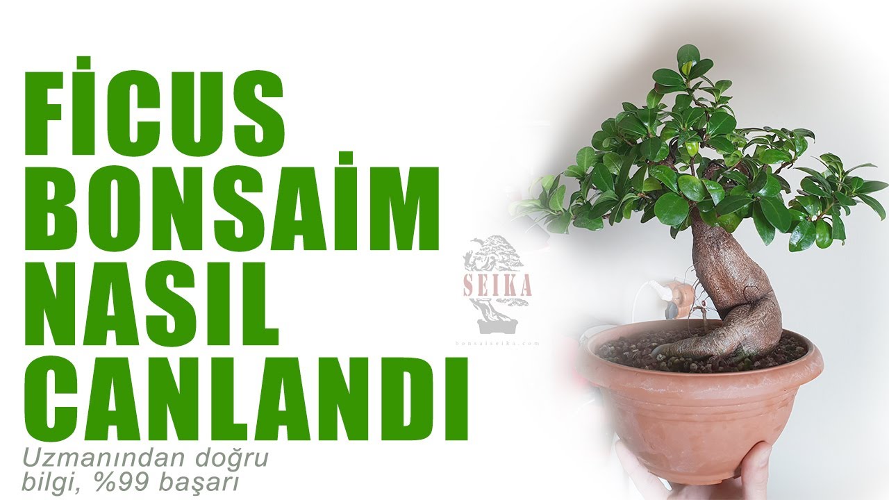 Bonsai Kurtarma Yöntemi - En Hızlı ve Garanti Çözüm!