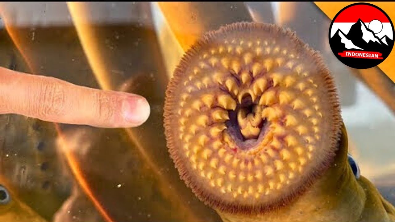 Serangan lamprey 🤯 Parasit raksasa haus darah! Apakah akan menggigit? | Binatang di dunia