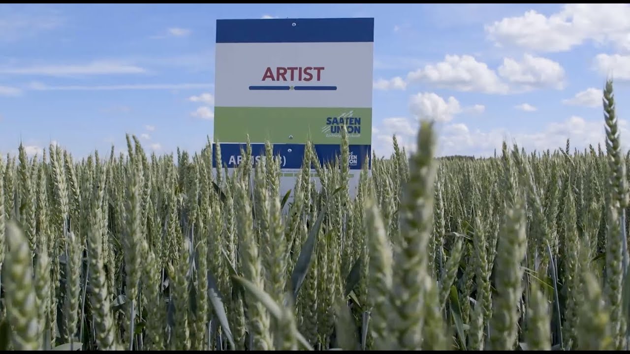 Žieminiai kviečiai ARTIST (B)