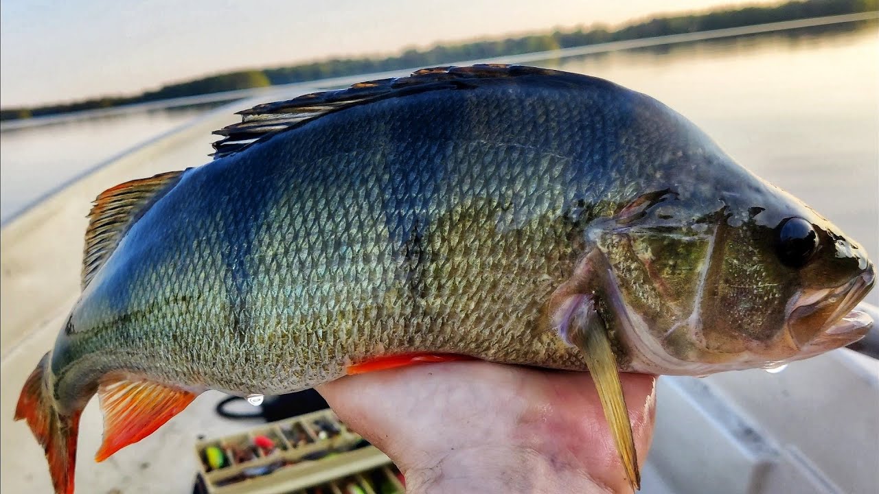 AHVENEN PINTAKALASTUS | POPPERI ENKAT UUSIKSI | PIEN-SAIMAA