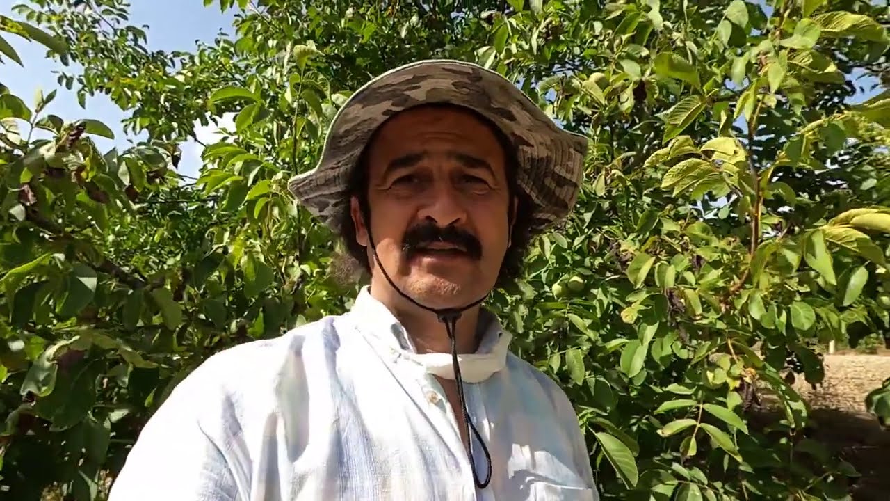 İLKBAHAR GEÇ DONLARI  Denizli 1350 Rakım 22 Mayıs don zararı. Ceviz Adam Ahmet