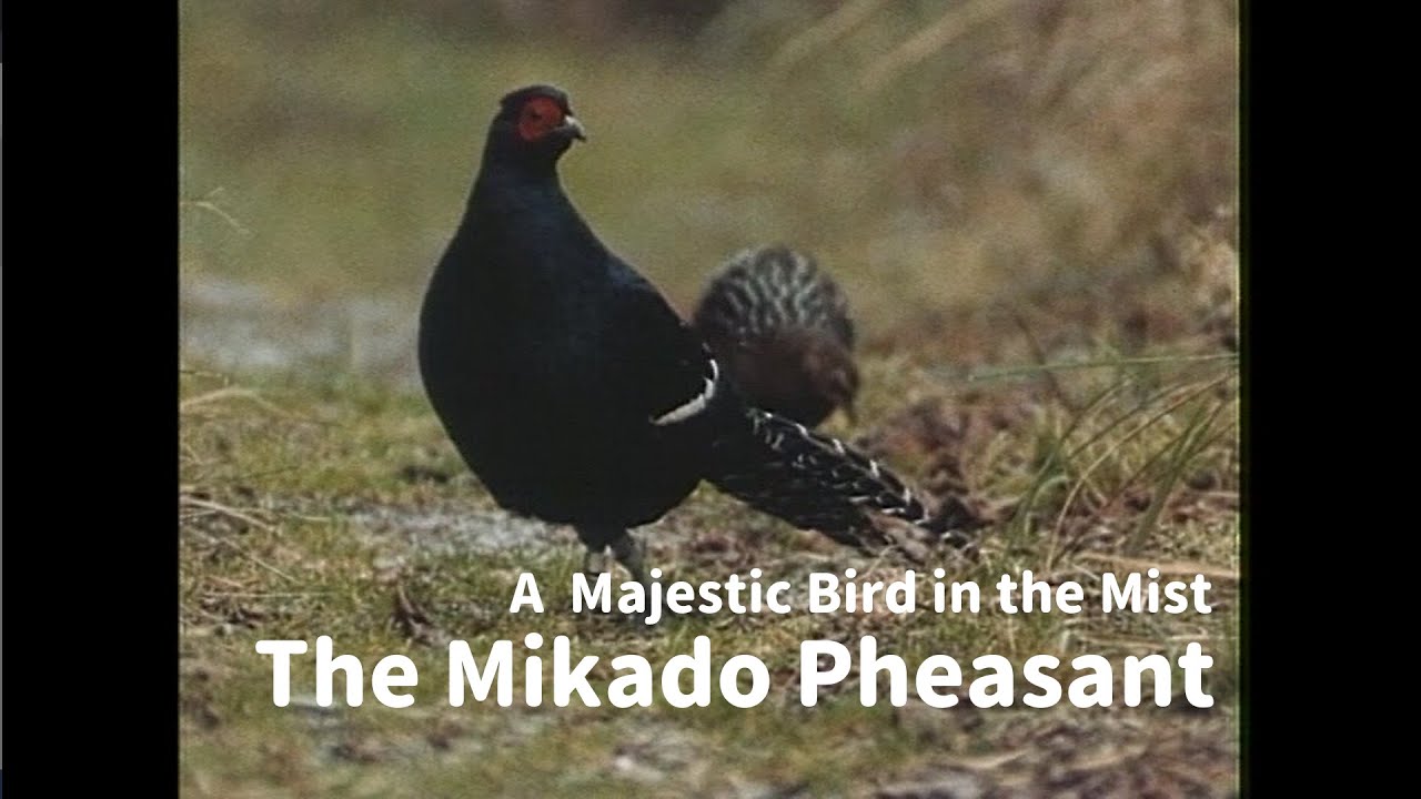 【Yushan National Park】A Majestic Bird in the Mist- The Mikado Pheasant │玉山國家公園│Yushan National Park