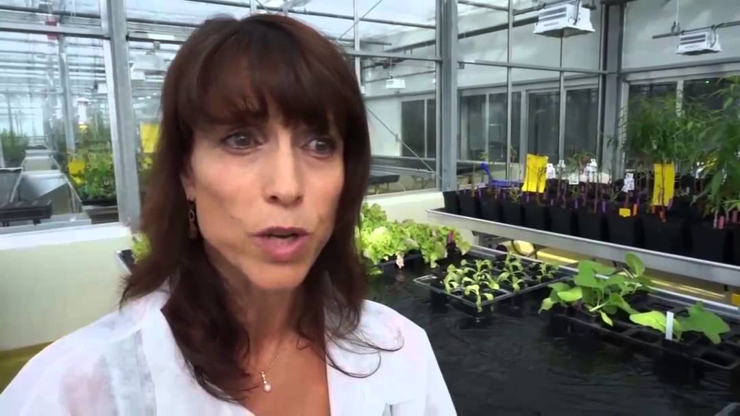 Comprendre les interactions entre plantes et virus