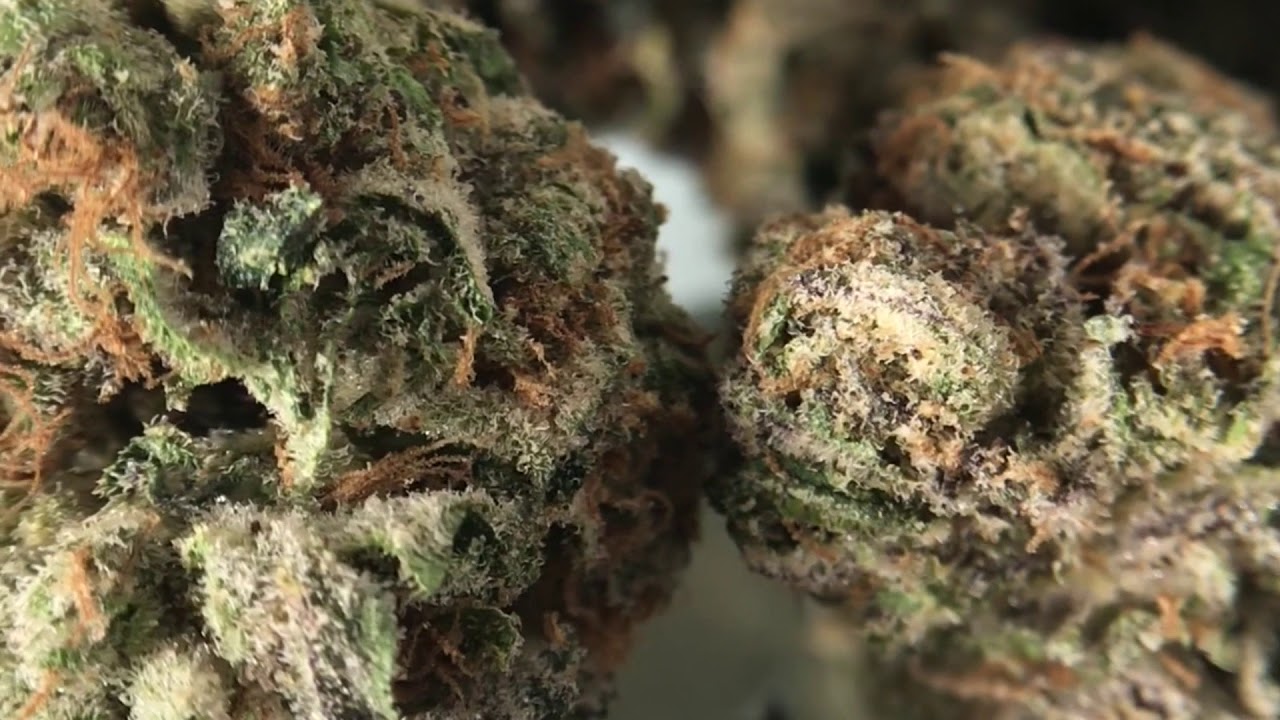 GSC Strain